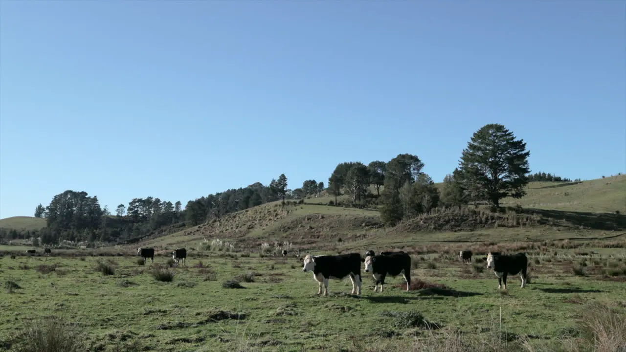 cows grazing in the meadow