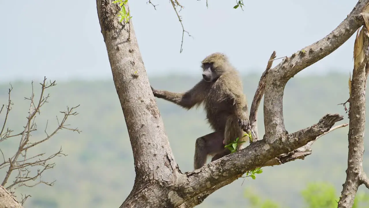 Baboon climbing up tree for better sight watching lookout over the masai mara north conservancy African Wildlife in Maasai Mara National Reserve Africa Safari Animals in Kenya