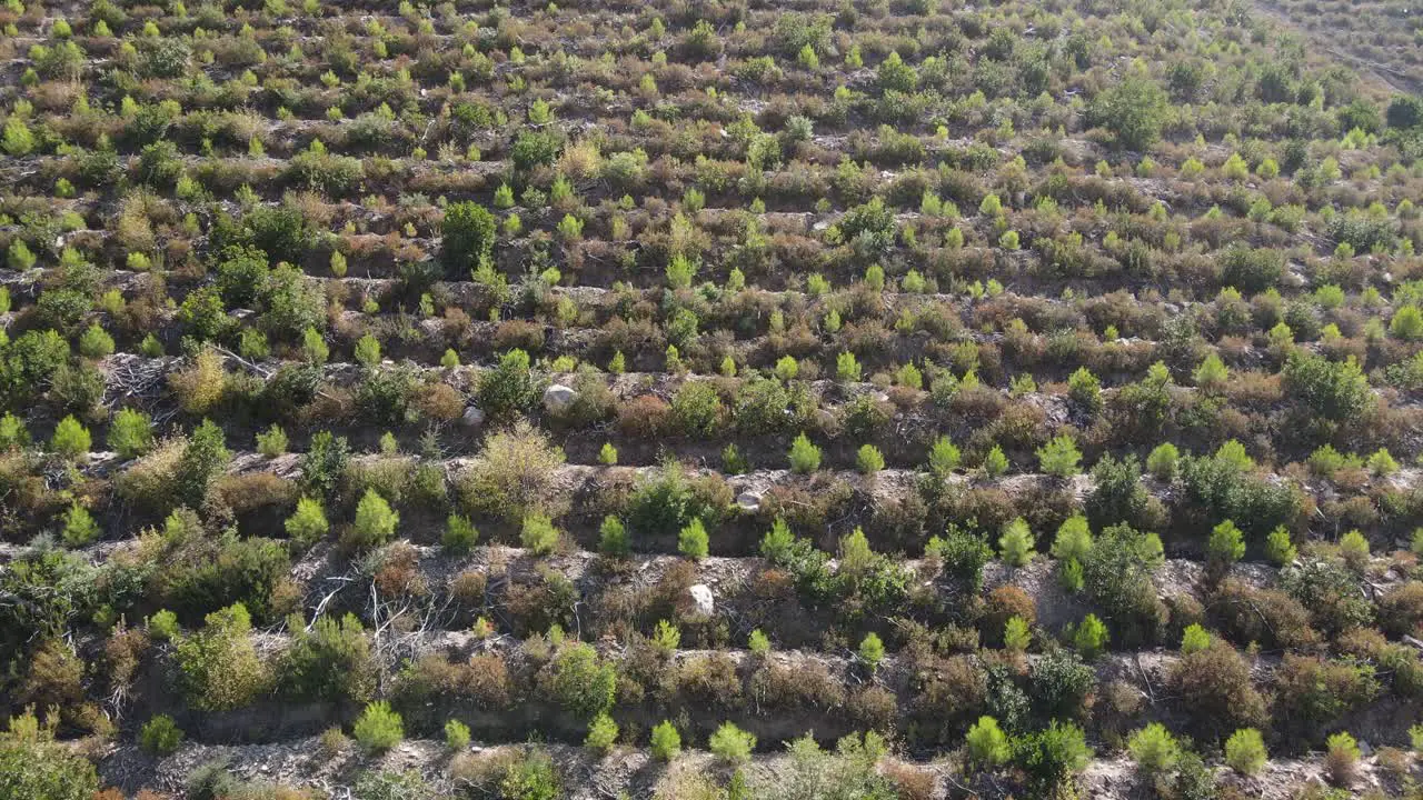 Afforestation Areas Of Pine