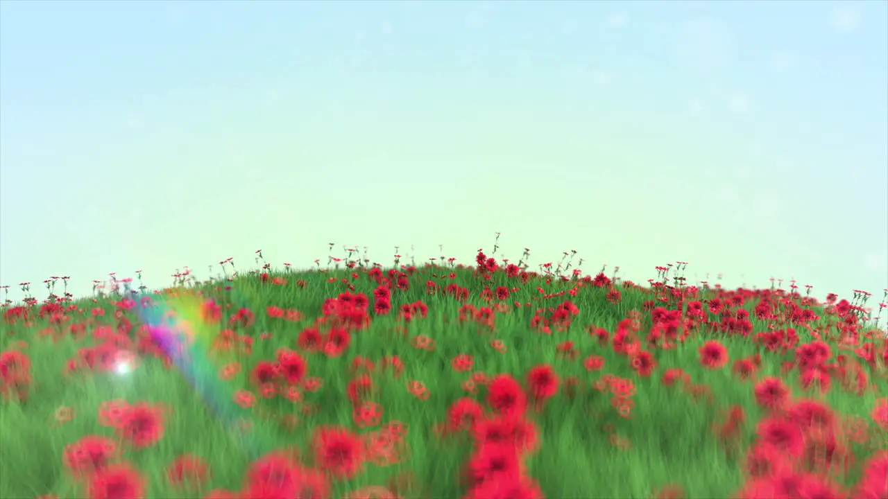 Red Flowers Field in 4K A Vibrant Nature Landscape