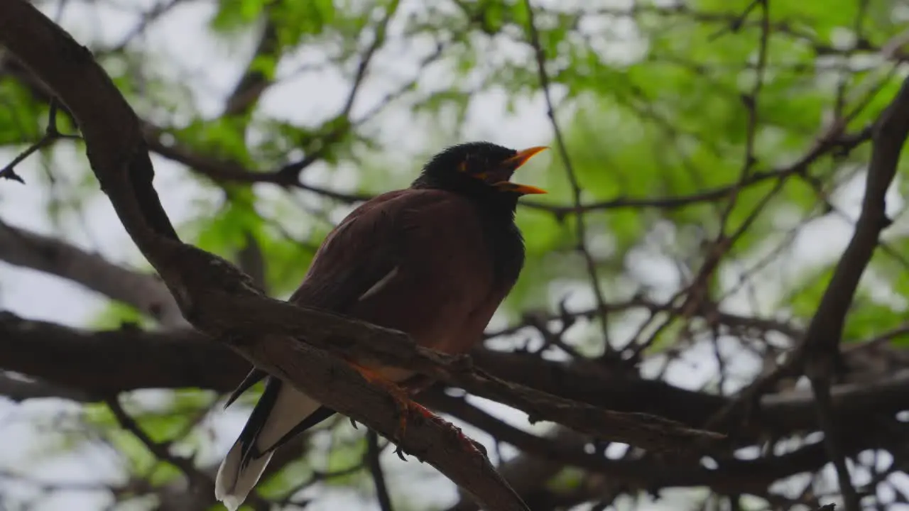 a Myna bird is perched on a branch and calls out opening his orange beak