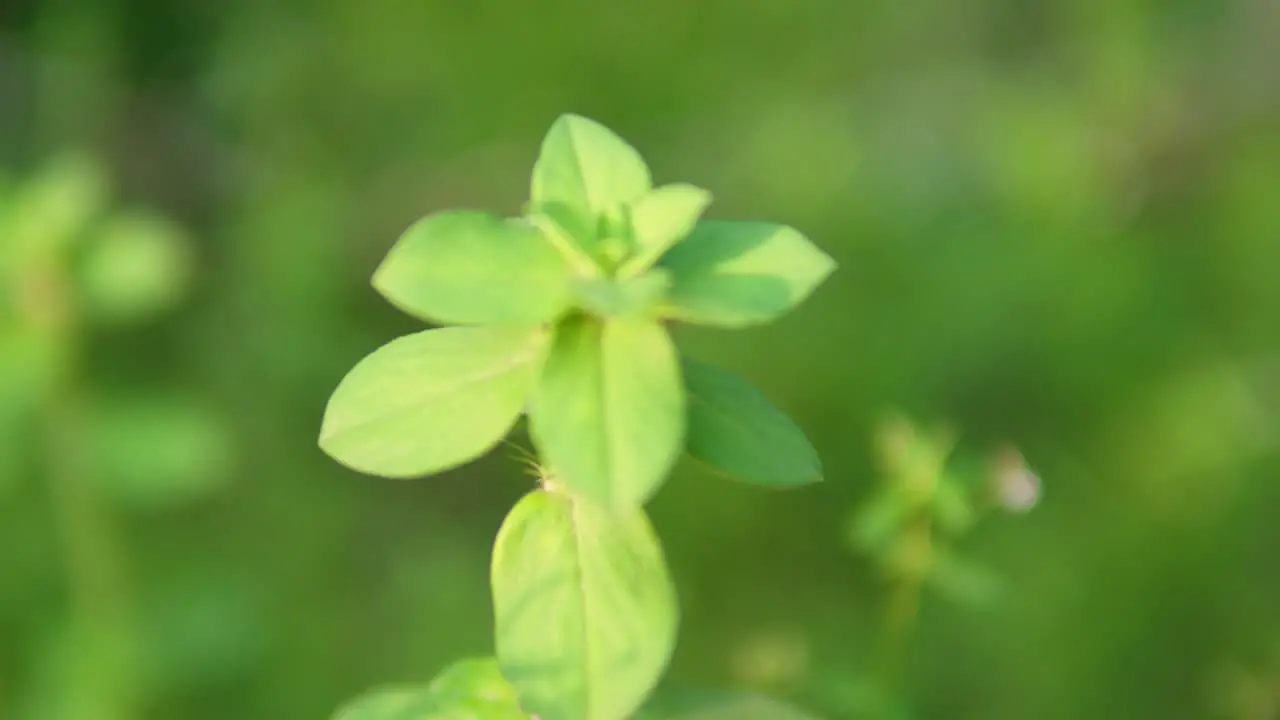 Detailed shot of an Indian plant in sharp focus against a beautiful bokeh background showcasing the plant's intricate beauty