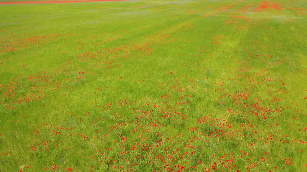 Impressionistic Aerial Over Ukraine Fields With Wildflowers Growing Suggests Ukrainian Agriculture And Landscape