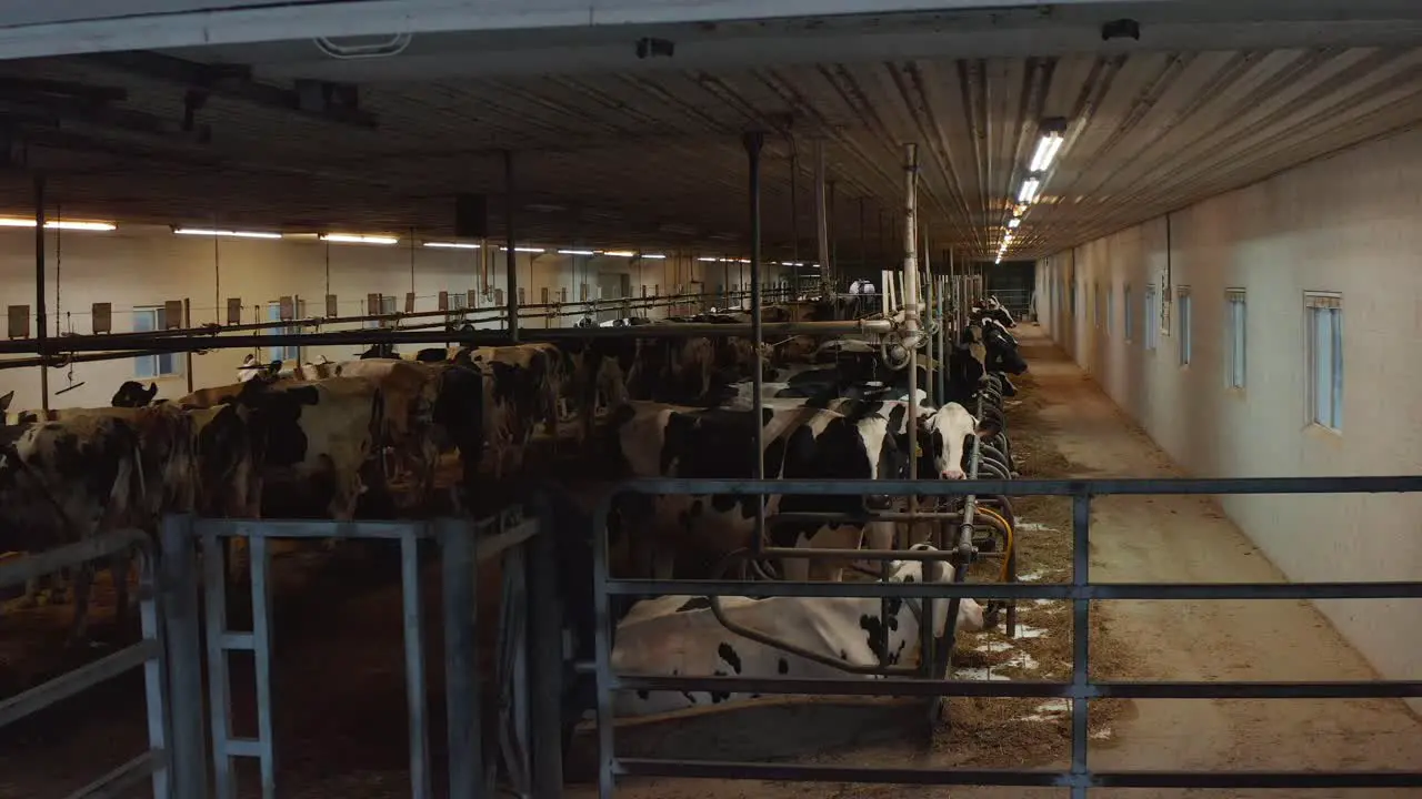 Herd of Holstein dairy cows in tie stall barn