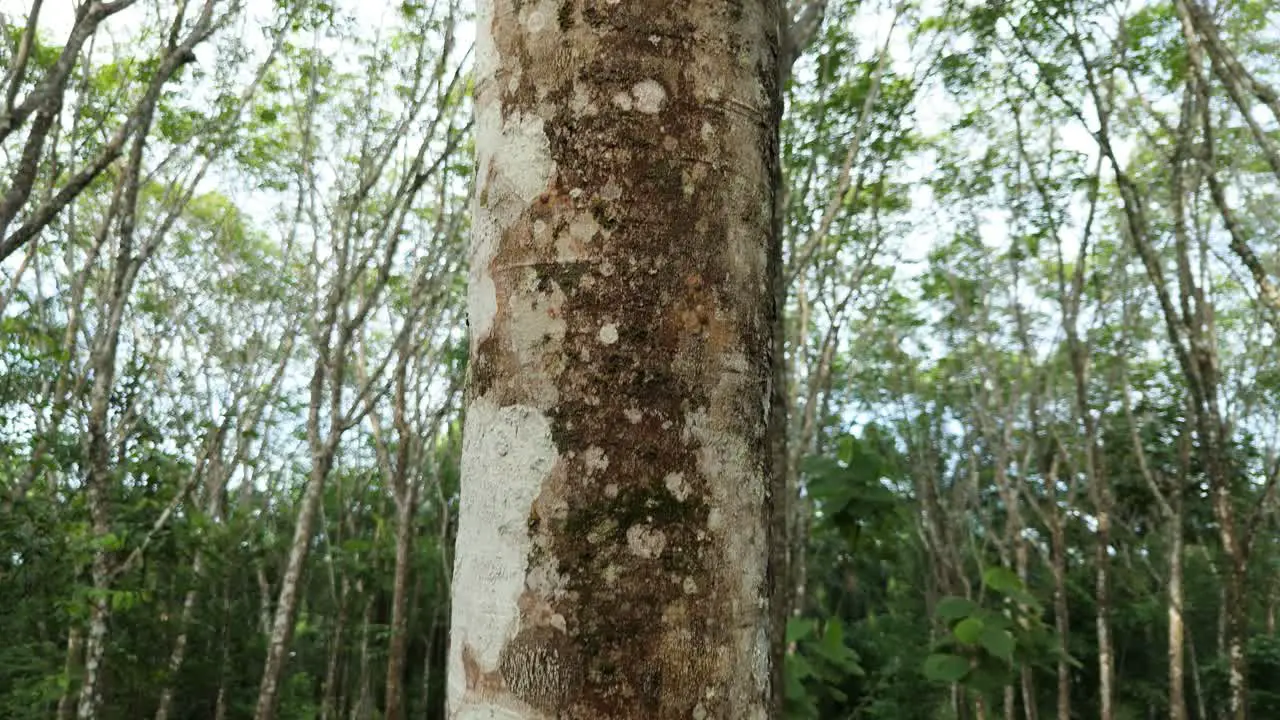 Hevea Brasiliensis Pará Rubber Tree Sharinga Tree Seringueira Rubber Tree Rubber Plant Tree Trunk Bark Latex Tapping Production