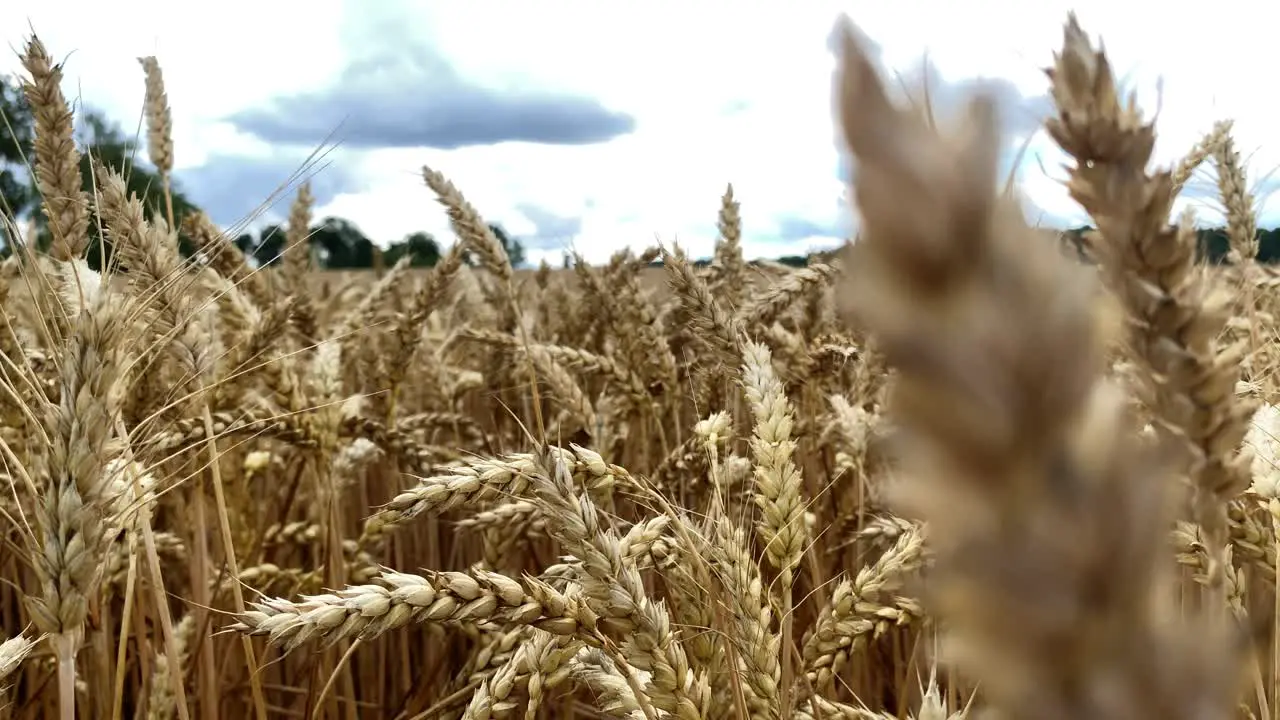 selective focus of barley crops ready for harvesting in the late autumn