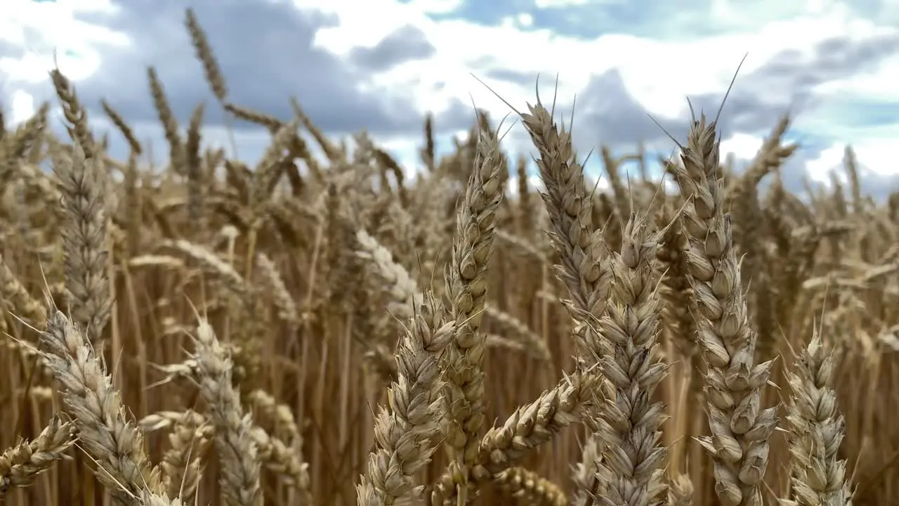 Static locked off shot of fields of northern european barley ready for harvest