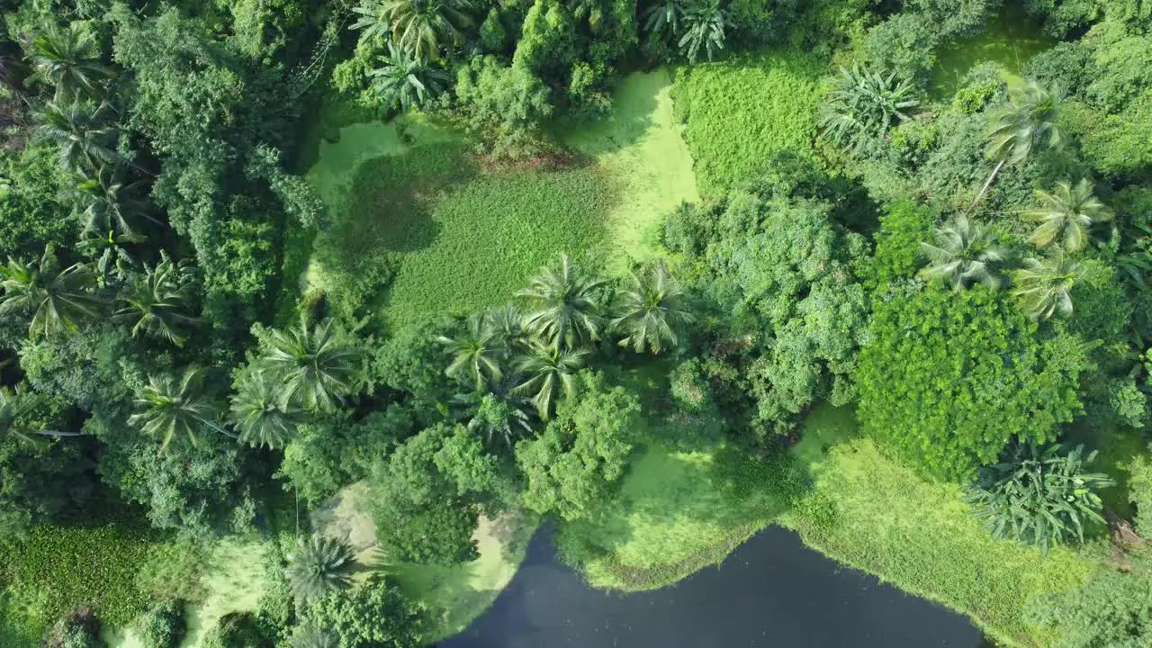 Aerial view shot of vast green forest