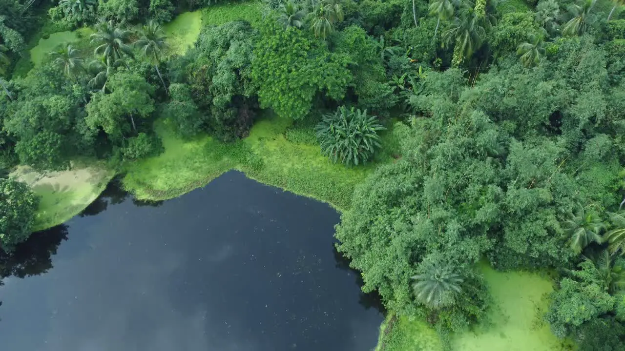 Aerial view shot of vast green forests