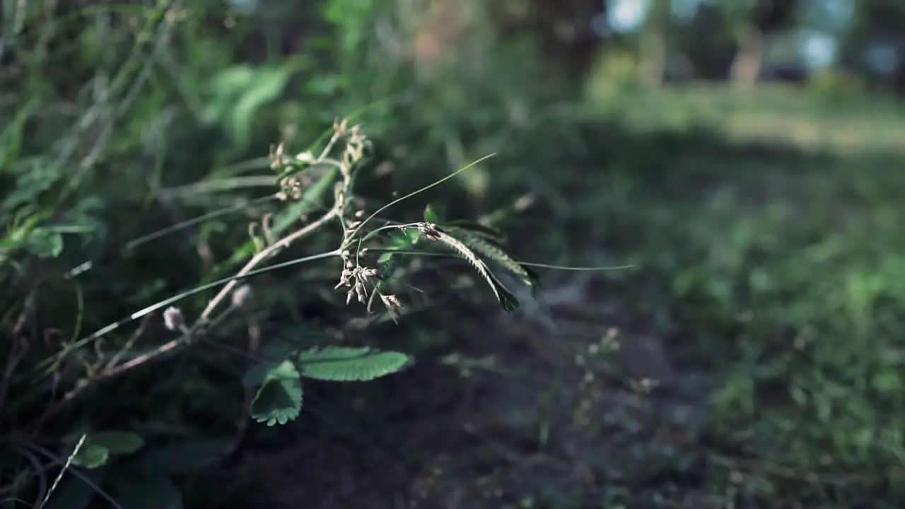 Shame Plant Activity Slow Motion Video