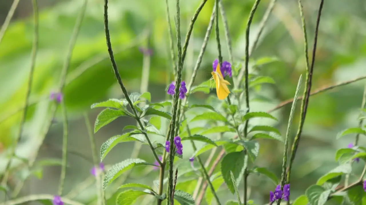 Slow Motion Butterfly in Costa Rica