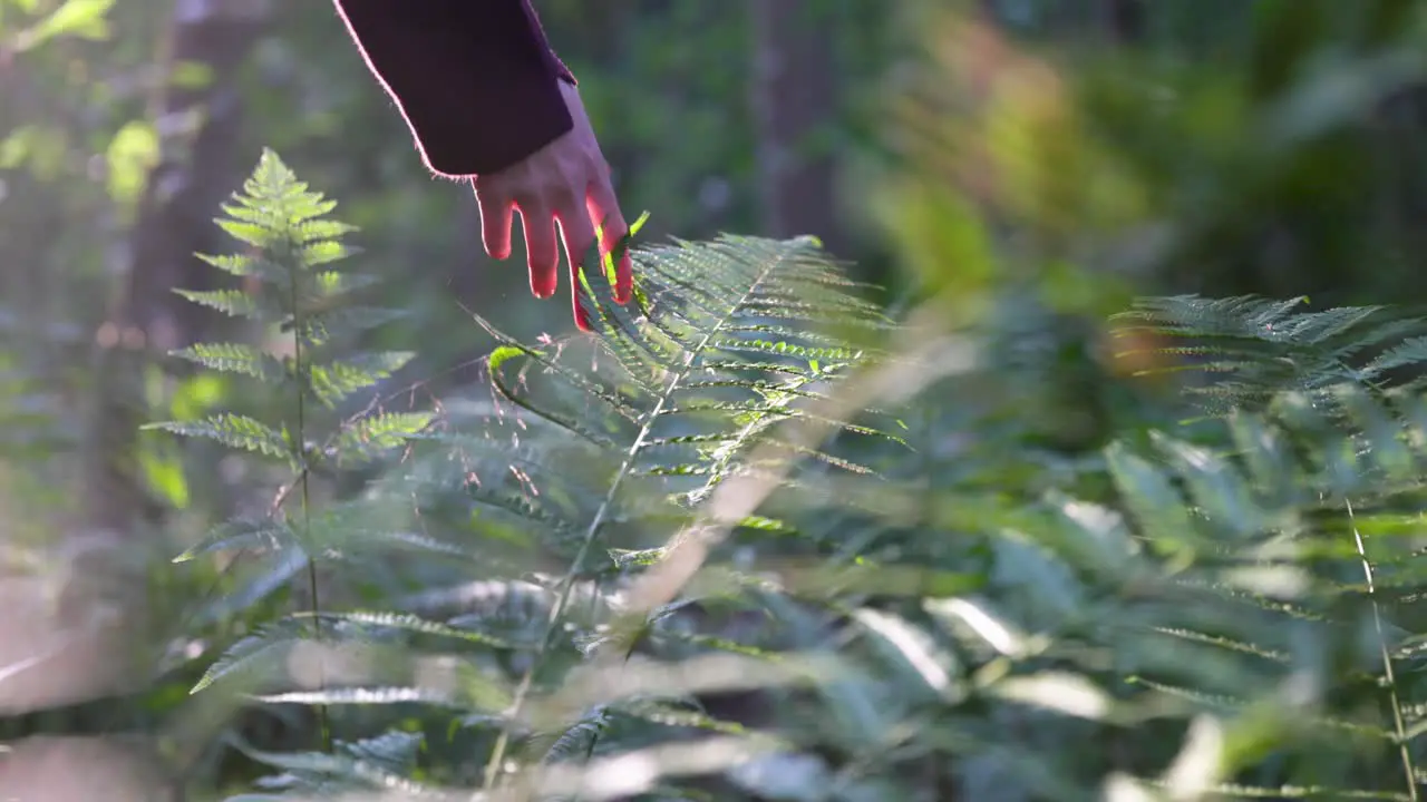 Women hand touching lush green fern foliage during golden hour in the forest slow motion closeup