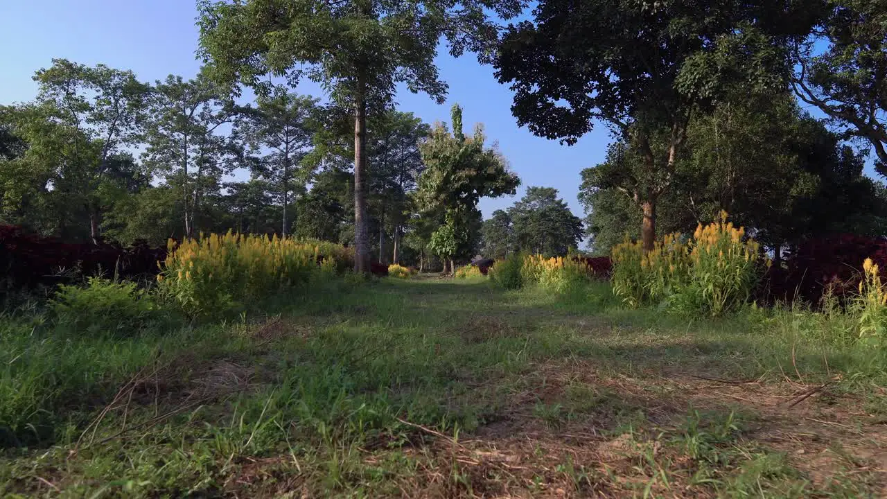 A Dolly Shot Of A Village-Park Road Bounded By Yellow Flowers