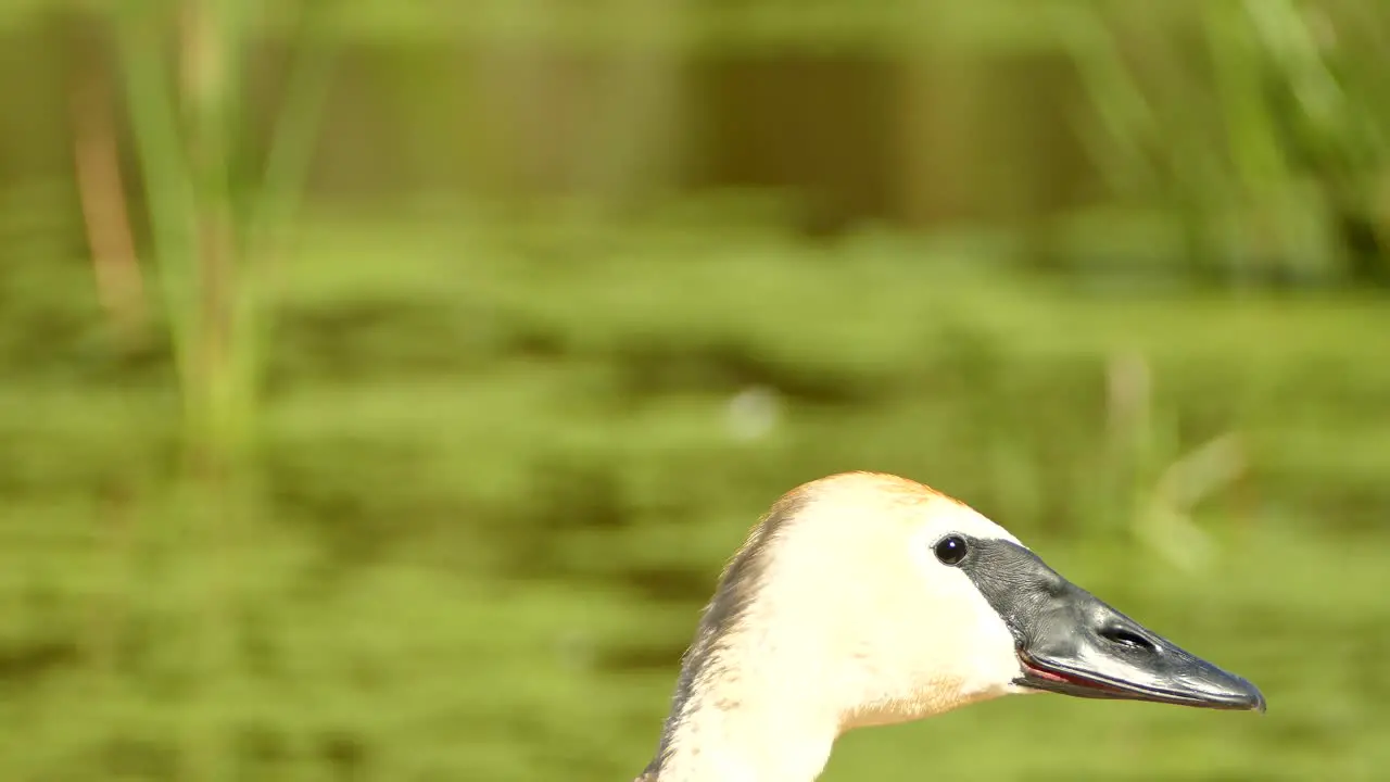 Trumpeter swan raising head into shot then looking at the camera locked off