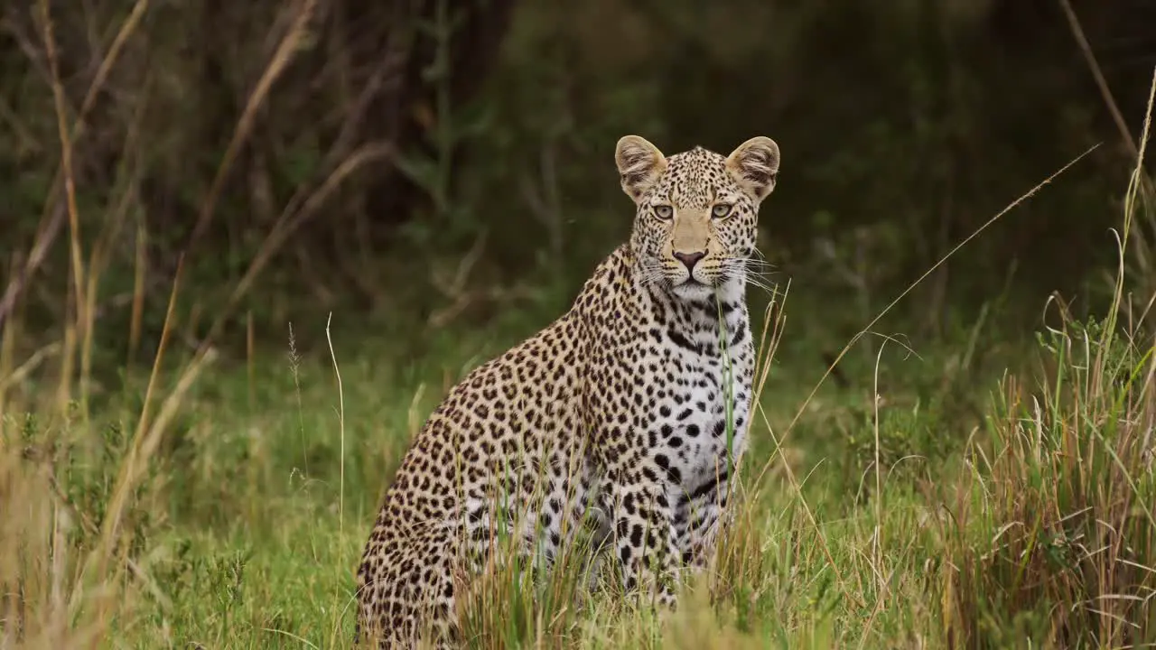 Powerful leopard with beautiful markings and spots sitting peacefully in tall grass wilderness watching over grasslands African Wildlife in Maasai Mara National Reserve Kenya Africa Safari Animals