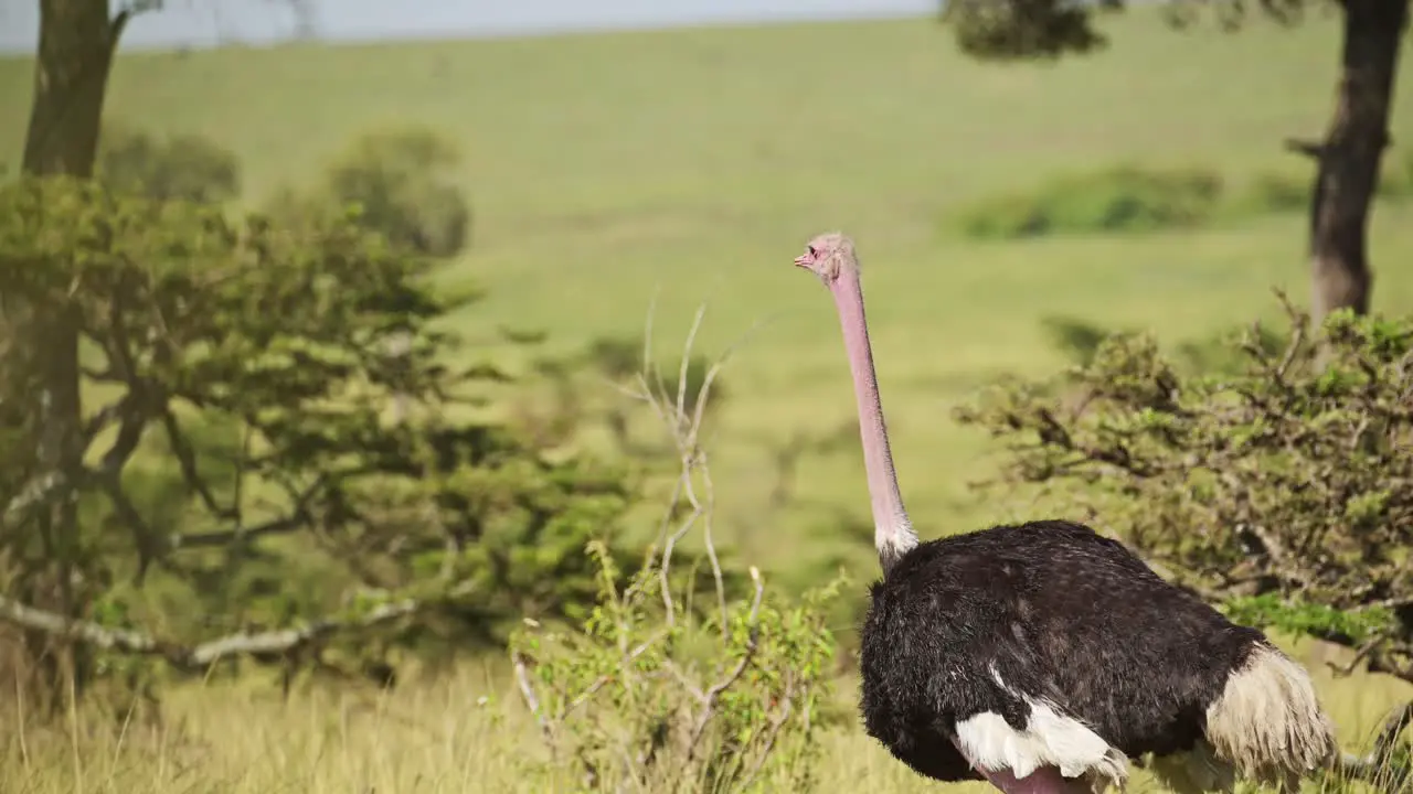 Slow Motion Shot of Ostrich close up details of flightless bird in Maasai Mara National Reserve African Wildlife in Kenya Africa Safari Animals in Masai Mara North Conservancy