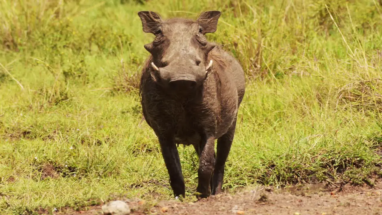 Warthog bathing in shallow puddle of mud resting and cooling down in natrual habitat of the Maasai Mara National Reserve Kenya Africa Wildlife Animals in Masai Mara North Conservancy