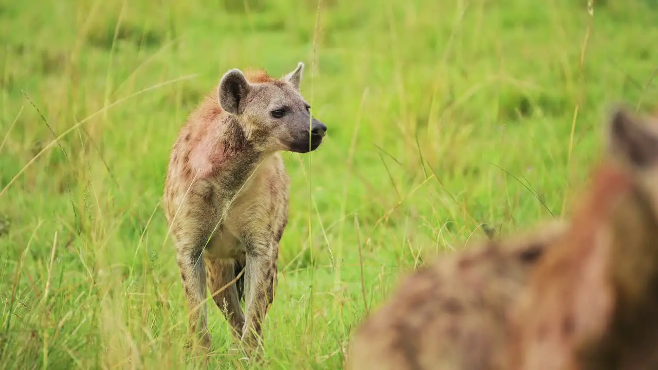 Alone Hyena waiting to get on kill walking through the luscious greenry of the Masai Mara North Conservancy Wildlife in Maasai Mara National Reserve Kenya