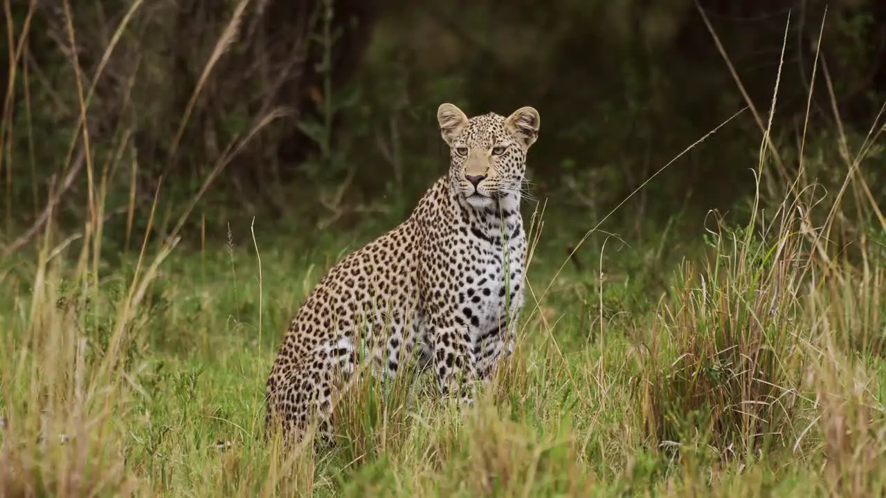 Slow Motion Shot of Powerful leopard with beautiful markings and spots sitting in tall grass wilderness watching over grasslands African Wildlife in Maasai Mara Kenya Africa Safari Animals