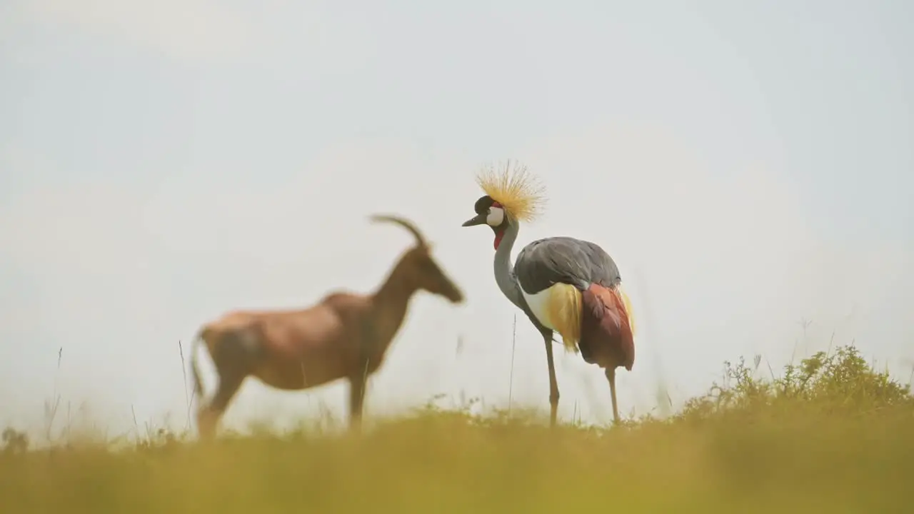 Slow Motion Shot of Grey Crowned Cranes and Topi standing close beautiful African Wildlife living close together in Maasai Mara National Reserve Kenya