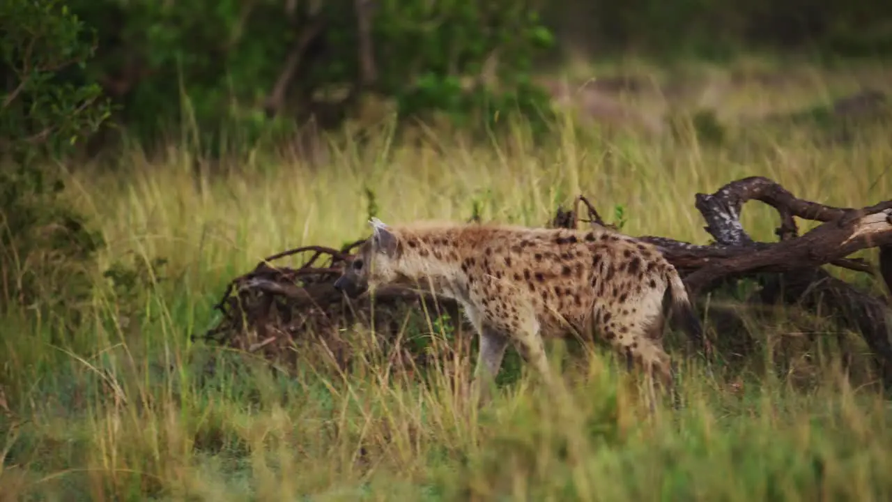 Hyena prowling slowly through tall grasslands African Wildlife in Maasai Mara National Reserve Kenya Africa Safari Animals Masai Mara north conservancy