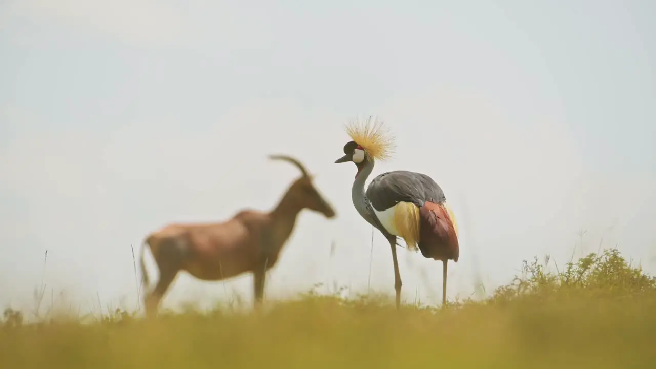 Grey Crowned Cranes and Topi standing close beautiful African Wildlife living close together in Maasai Mara National Reserve Kenya