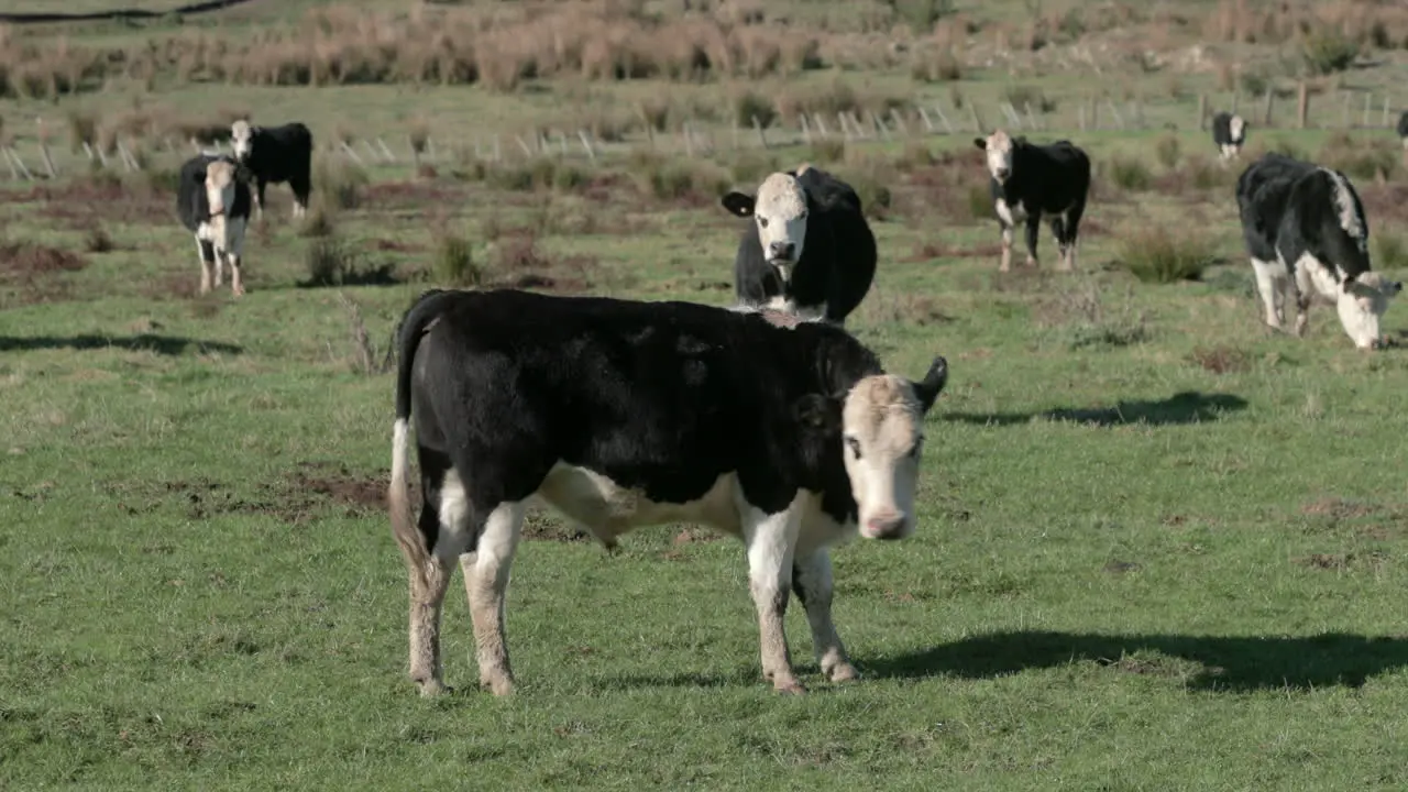 cow licking itself amongst the herd