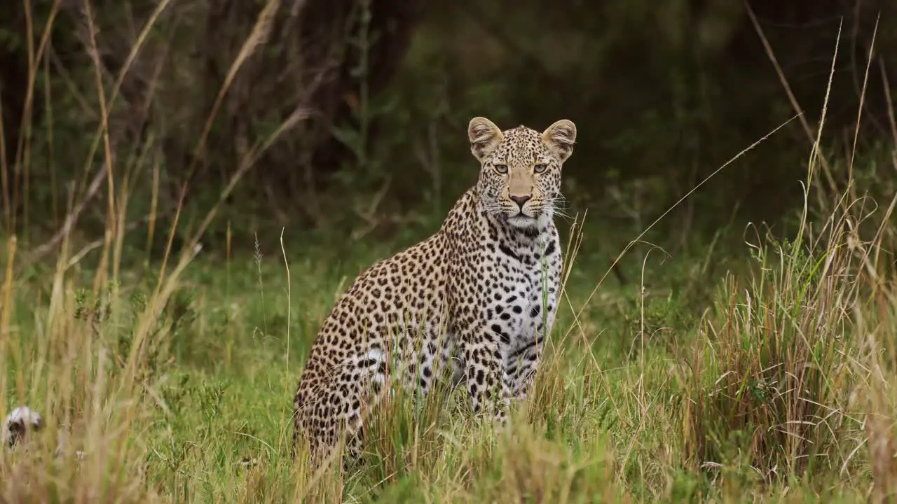 Slow Motion Shot of Powerful leopard with beautiful markings sitting in tall grass conserving natural wildlife of rare animals African Wildlife in Maasai Mara Kenya Africa Safari Animals