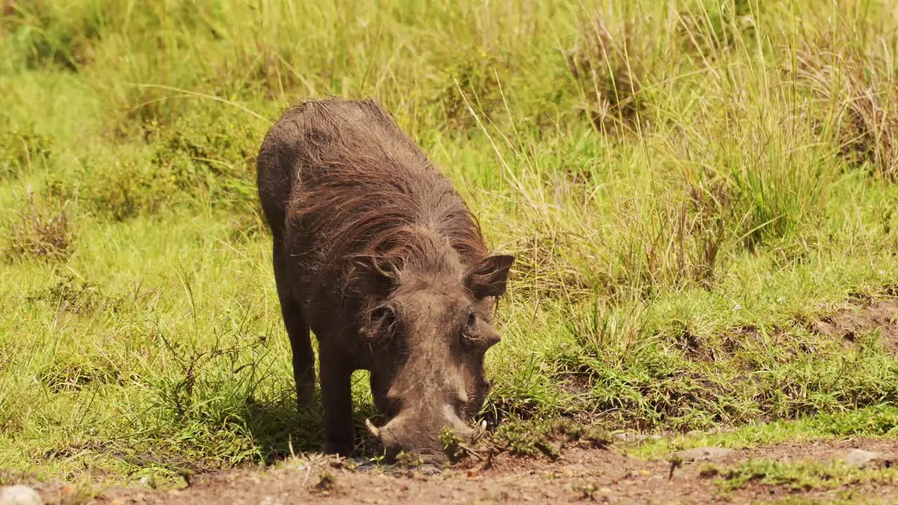 Slow Motion Shot of Warthog playing and wallowing next muddy puddle cooling off African Wildlife in Maasai Mara National Reserve Kenya Africa Safari Animals in Masai Mara North Conservancy