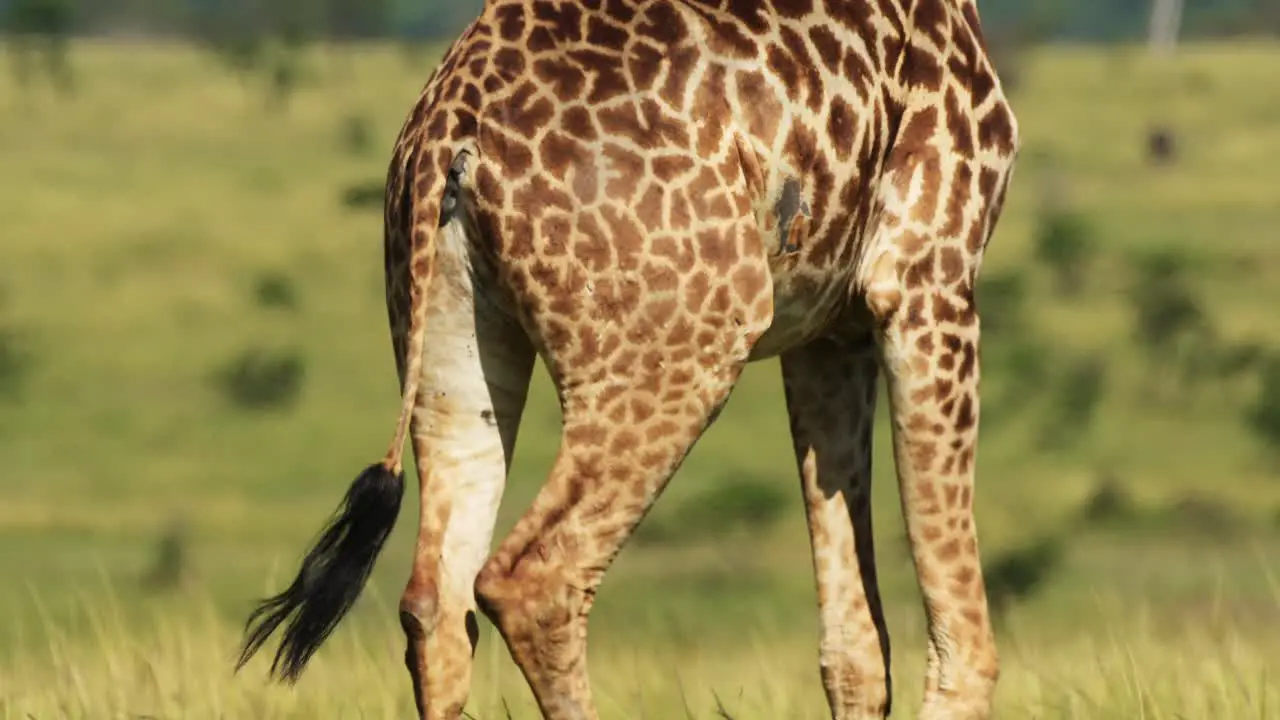 Slow Motion Shot of Close up detail shot of Giraffe skin patterns walking through African Nature in Maasai Mara National Reserve Kenya Africa Safari Animals in Masai Mara North Conservancy