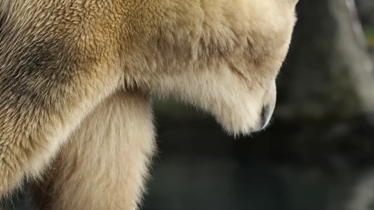 Close Up View Of Polar Bear Walking Around At Zoo Enclosure