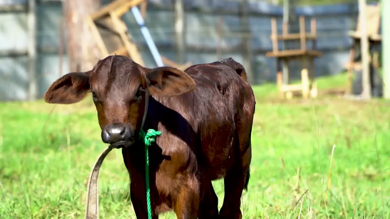 Brown calf moos chews and licks lips looks at camera slow motion