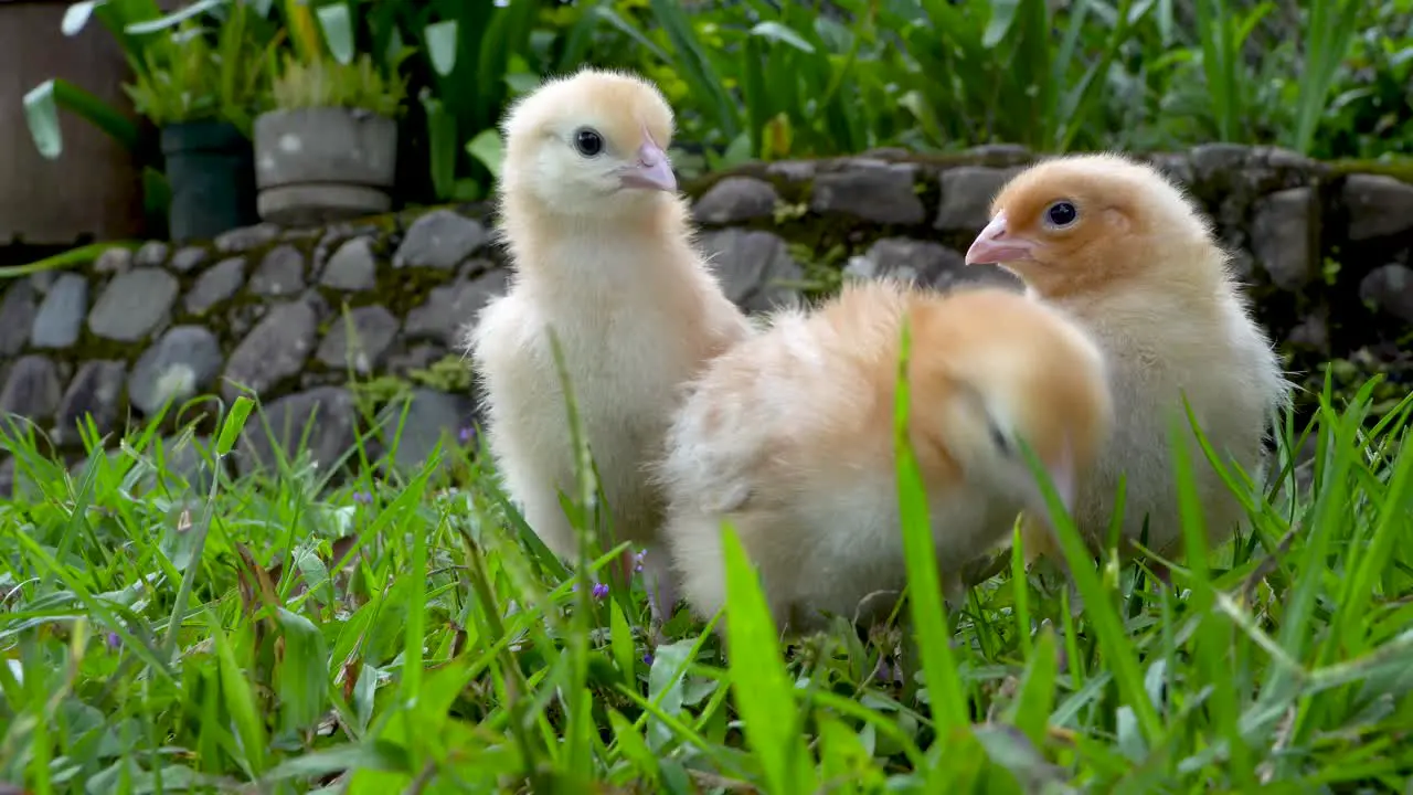 Yellow baby chicks walk toward camera at eye level peck at grass