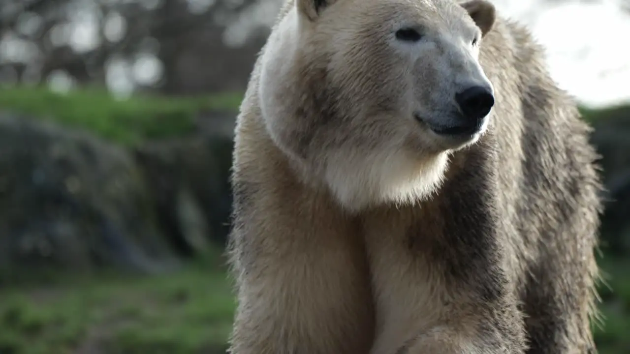 Polar Bear Walking Around At Zoo Enclosure