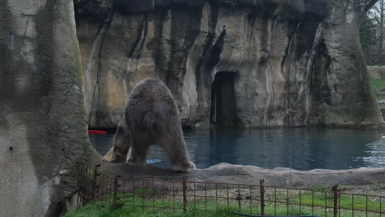 Polar Bear Seen Walking Around Pool At Zoo Enclosure