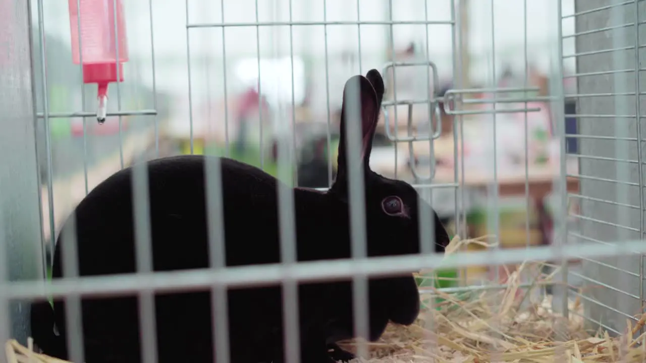 Black Rabbit Resting In A Cage With Hay During An Agricultural Show In Cornwall England United Kingdom