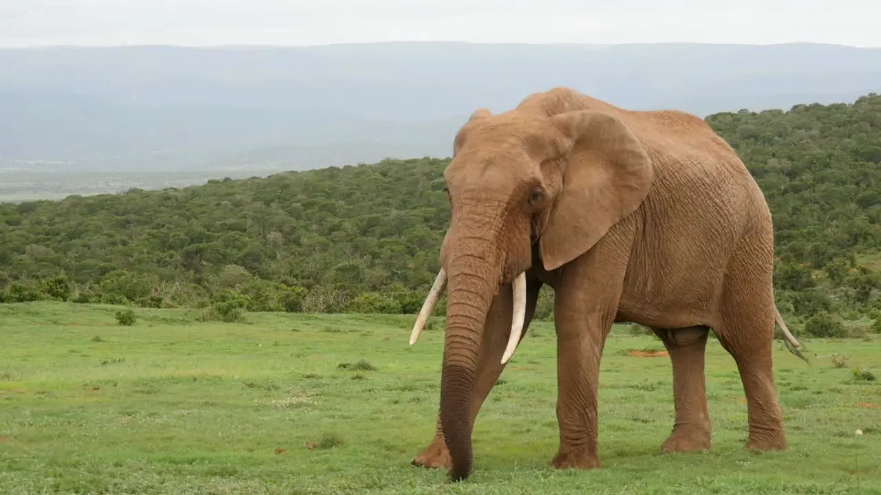 Wrap around Elephant flapping ears pauses to eat grass