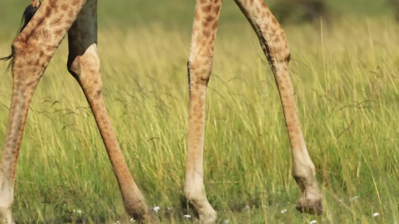 Slow Motion Shot of Giraffe close up detail of legs walking in tall grass grasslands of the massai mara african savannah National Reserve Kenya Africa Safari Animals in Masai Mara