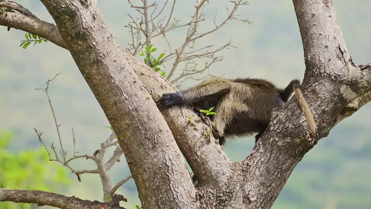 Baboon climbing down from tall tree high up thick luscious forest in the background African Wildlife in Maasai Mara National Reserve Kenya nature