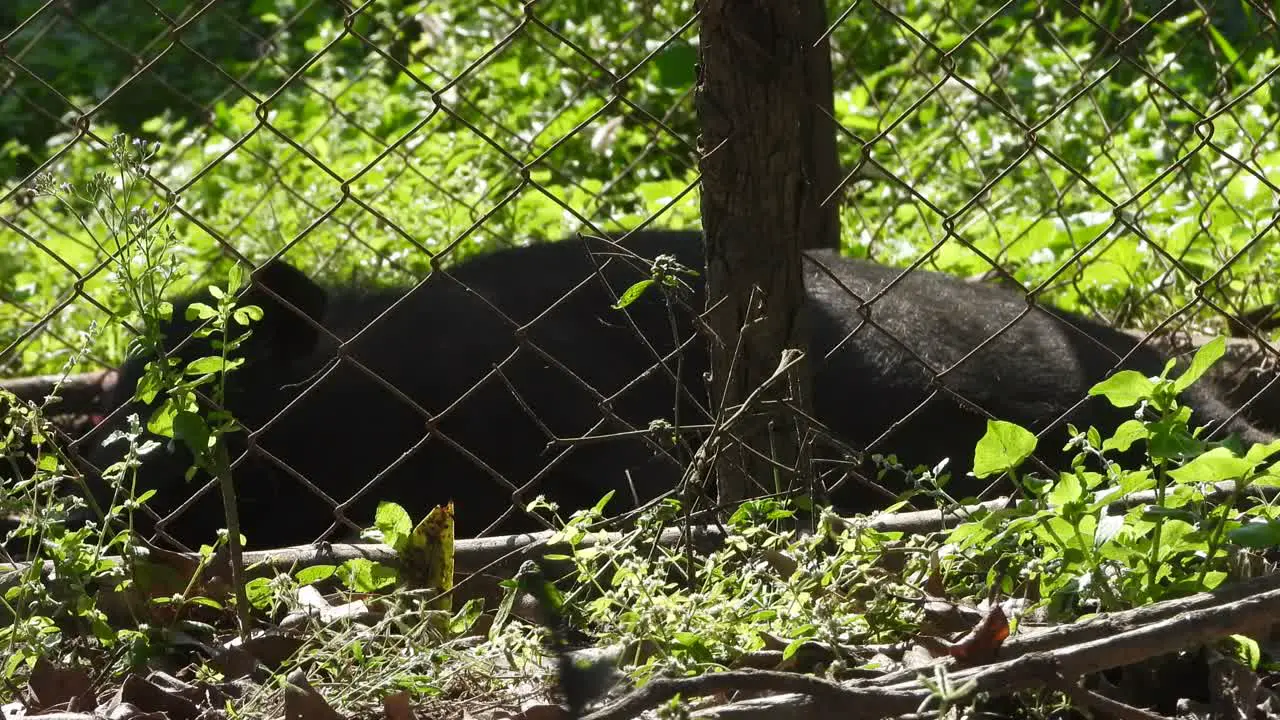 Pig waiting for food black 