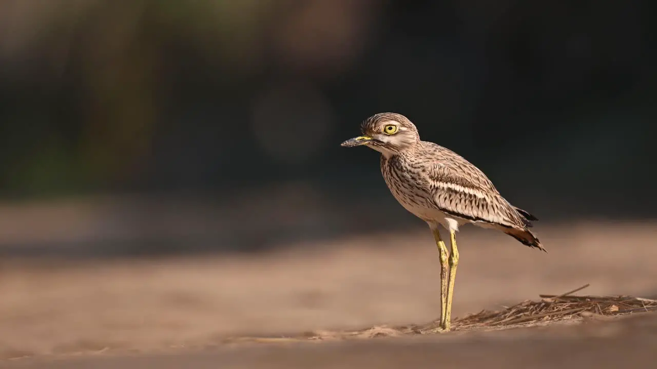 Indian Stone Curlew in walkway of forest