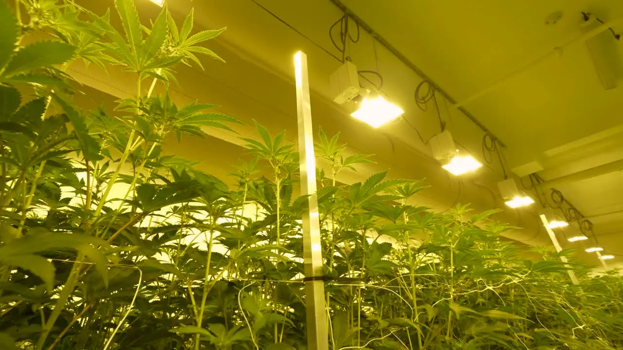 Indoor Marijuana Cannabis Grow house tall Pot leafs under grow house lights for medical treatment