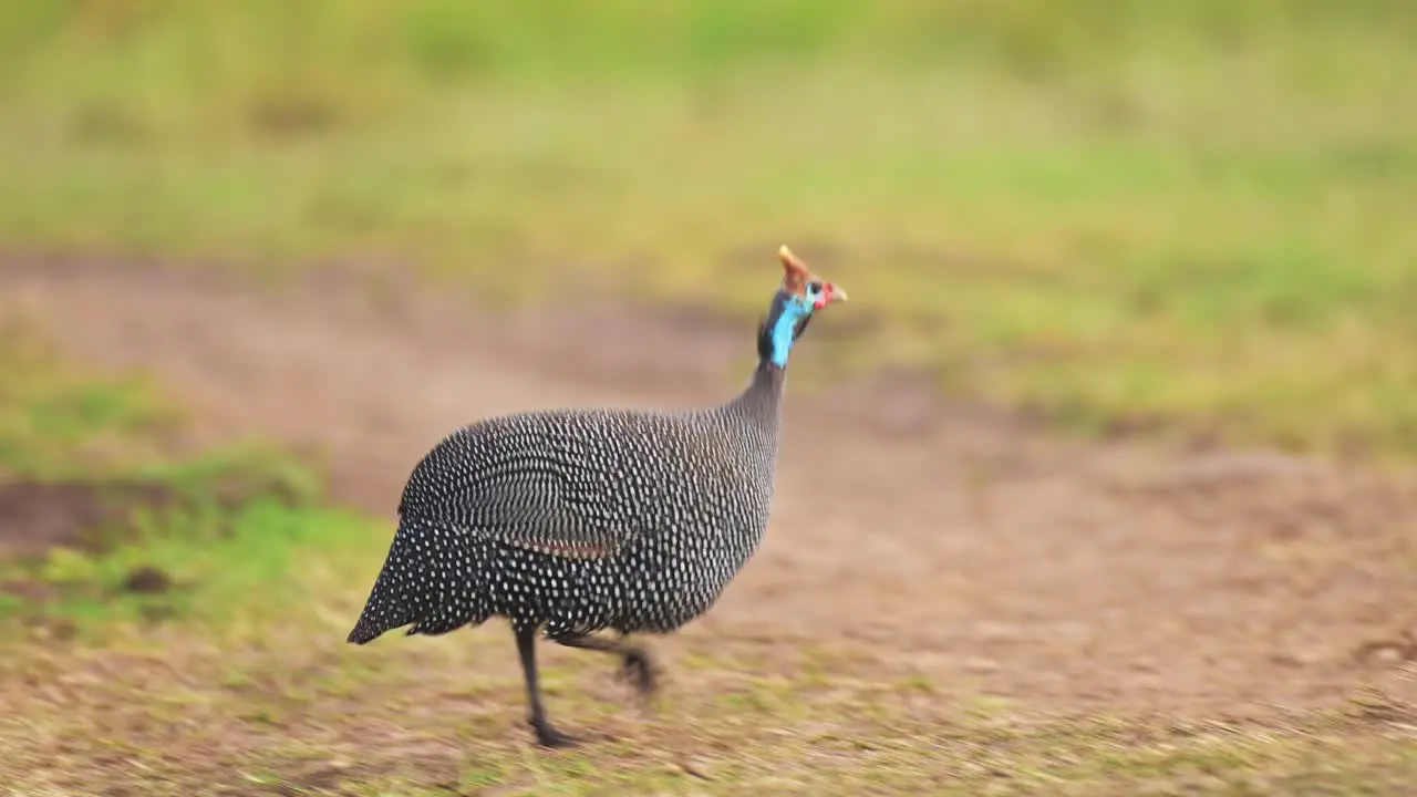 Slow Motion Shot of Guinea Fowl pecking at grass and dirt path interesting African Wildlife with beautiful colours colorful in Maasai Mara Kenya Africa Safari Animals in Masai Mara