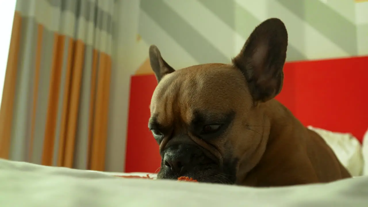 Adorable French Bulldog on a bed playfully licking its lips with a look of anticipation