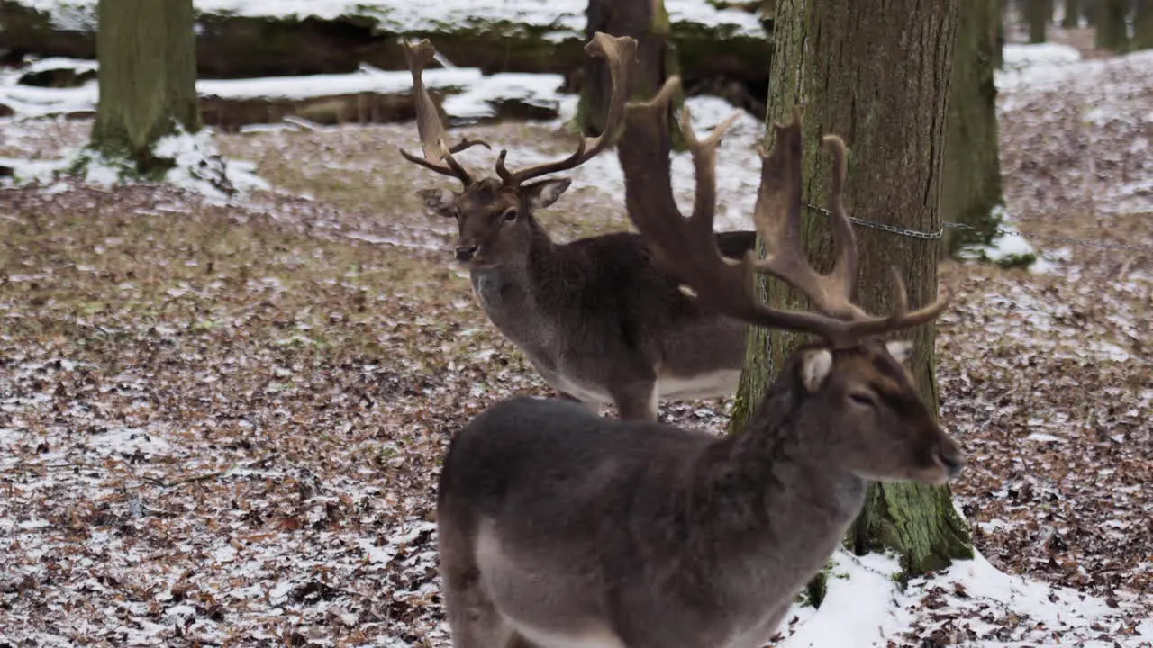 Two white-tailed deer stand in snowy forest facing opposite directions with alert expressions