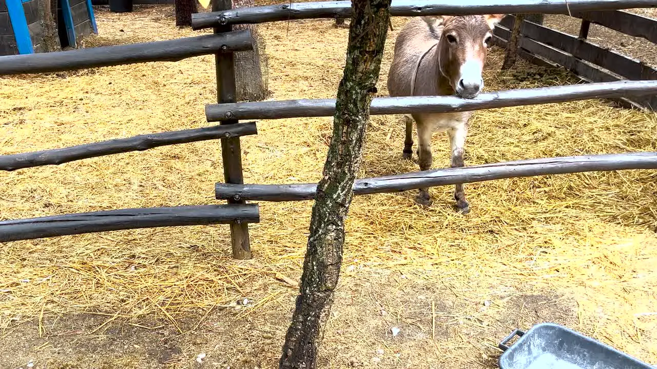 friendly donkey greets people in the stable on a farm in Portugal