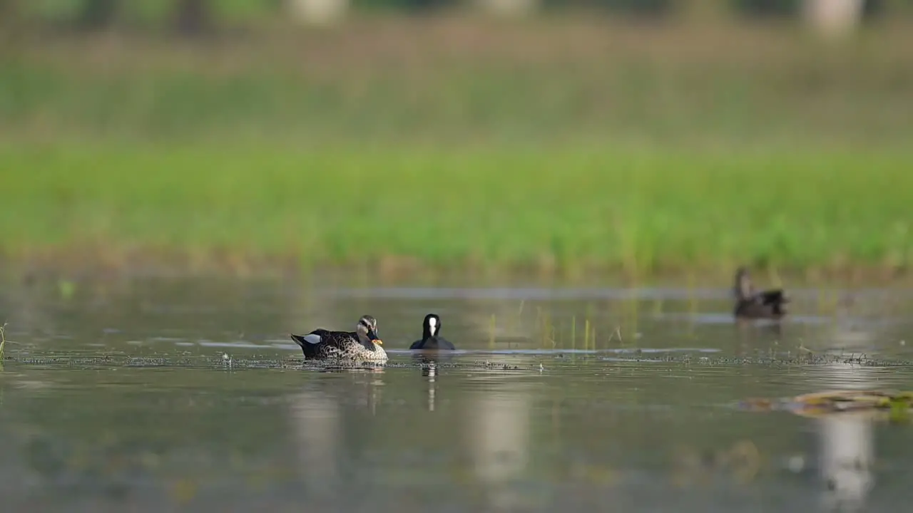 Indian spot billed duck Swimming in Wetland in Morning