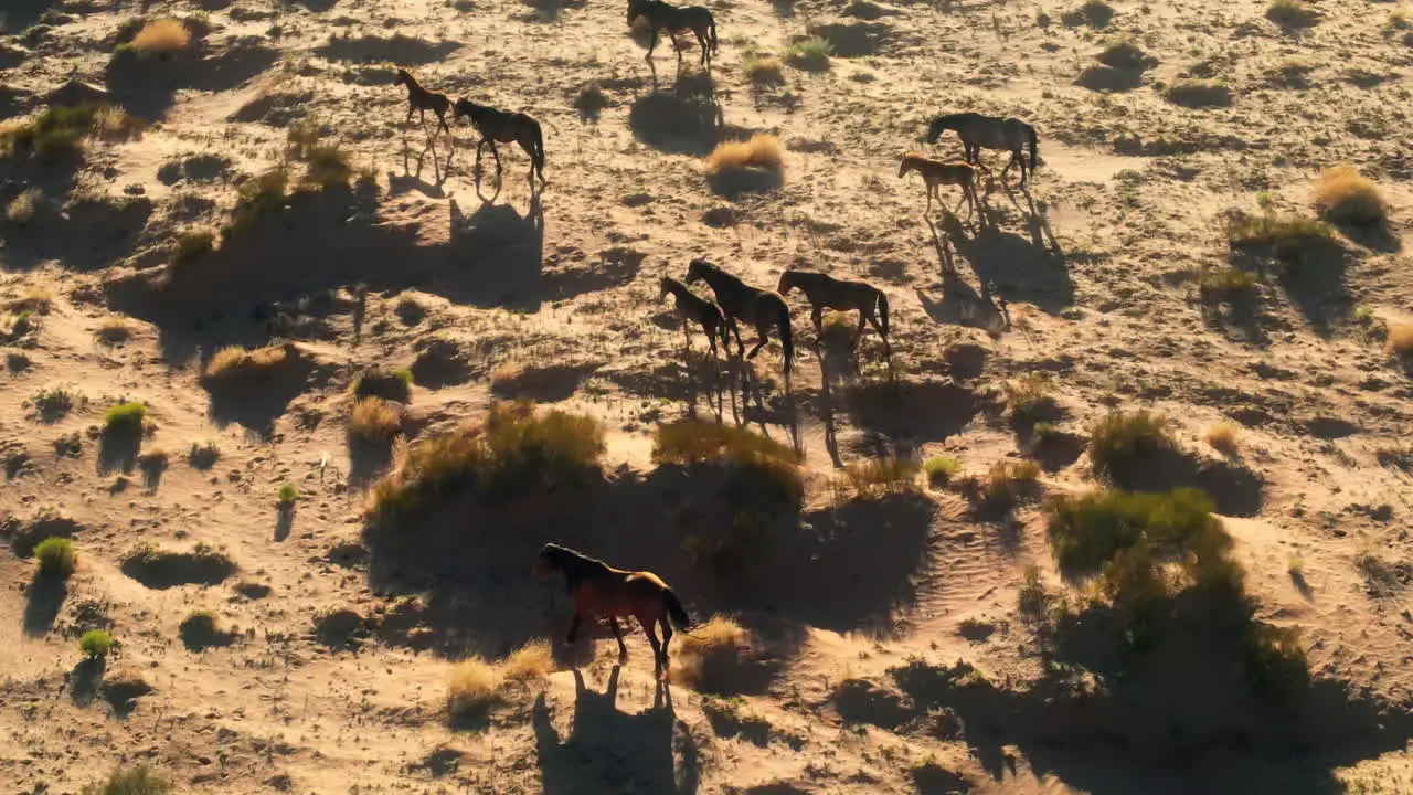 Drone aerial footage of wild horses in Arizona's wildlands