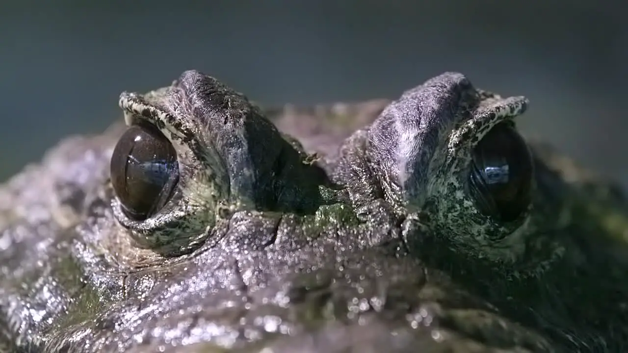 Closeup of Eyes of African Dwarf Crocodile Low level Closeup Shot