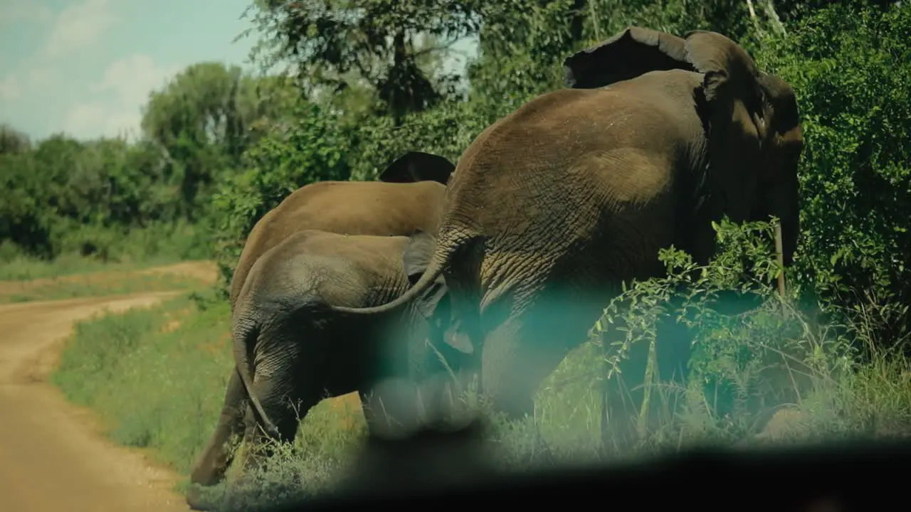 Elephant family next to dirt road feeding on vegetation African safari